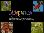 Plant adaptation PowerPoint Resource