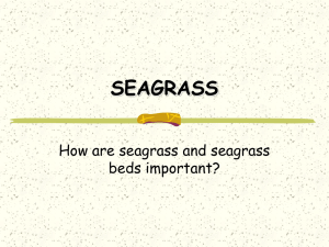 SEAGRASS & SEAWEED