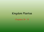 Kingdom Plantae