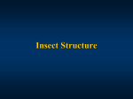 Insect Structure: Morphology