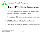 316 Vegetative Propagation