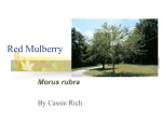 Red Mulberry - Community informatics