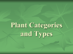 Plant Categories and Types