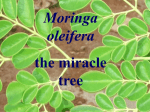 Moringa oleifera Der Wunderbaum