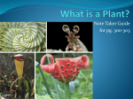 What is a Plant?