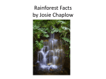 Rainforest Facts by Josie Chaplow