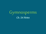 Gymnosperms Ch. 24 Notes