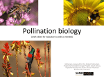 Pollination Biology - SANBI | Biodiversity for Life