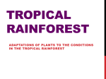Tropical Rainforest - Secondary One Geography for AHS 2012