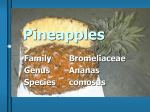 Pineapples - Aggie Horticulture