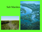 Salt Marshes - Abingdon School Study Site