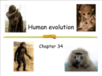 Human evolution - Lancaster High School