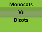 Monocots vs Dicots