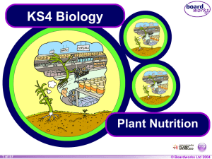 Plant Nutrition - The International School of Penang