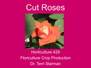 Cut Roses - Aggie Horticulture