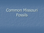 Common Missouri Fossils - Alton R-IV