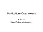 Horticulture Crop Weeds