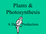 Plants & Photosynthesis - Dr. Annette M. Parrott