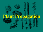 Plant Propagation - Aggie Horticulture
