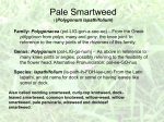 Pale Smartweed (Nodding Smartweed, Dock