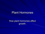 Plant Hormones - NCEA Level 3 Biology