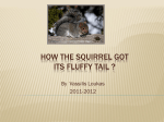 How the squirrel got its fluffy tail