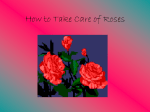 How to Take Care of Roses