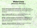 Watercress (Nasturtium officinale L.)