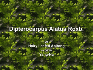 Dipterocarpus Alatus Roxb.
