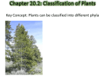 Chapter 20.2: Classification of Plants