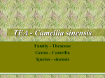 TEA - Camellia sinensis