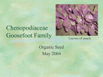 Chenopodiaceae - The Evergreen State College