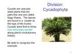 Division: Cycadophyta - Welcome to Mt. San Antonio College