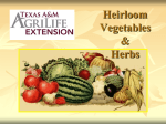 Heirloom Vegetables and Herbs - Texas