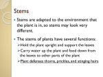 Plants and Their Adaptations - Education Service Center