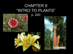 CHAPTER 10 “INTRO TO PLANTS” p. 259