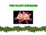 THE PLANT KINGDOM - Welcome to Cherokee High School