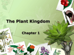 The Plant Kingdom - Modesto Junior College