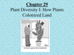 PowerPoint Presentation - Chapter 29 Plant Diversity I