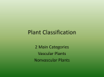 Plant Classification