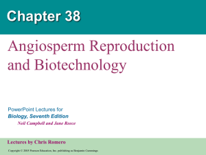 38-angiosperms text