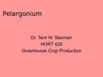 Pelargonium - Aggie Horticulture