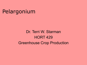 Pelargonium - Aggie Horticulture