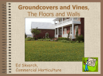 Vines in the Landscape - St. Lucie County Extension Office