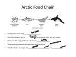 Arctic Food Chain - Newburgh City School District