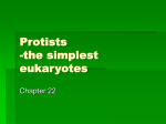 Protists -the simplest eukaryotes
