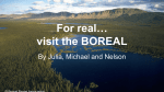 For real… visit the BOREAL