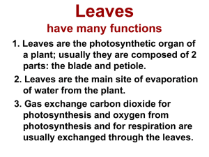 Leaves have many functions