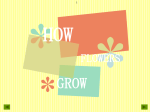HOW FLOWERS GROW