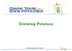 Growing Potatoes (Microsoft 2007 PowerPoint)